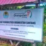 Pusat rehabilitasi orangutan sintang dok Dewi